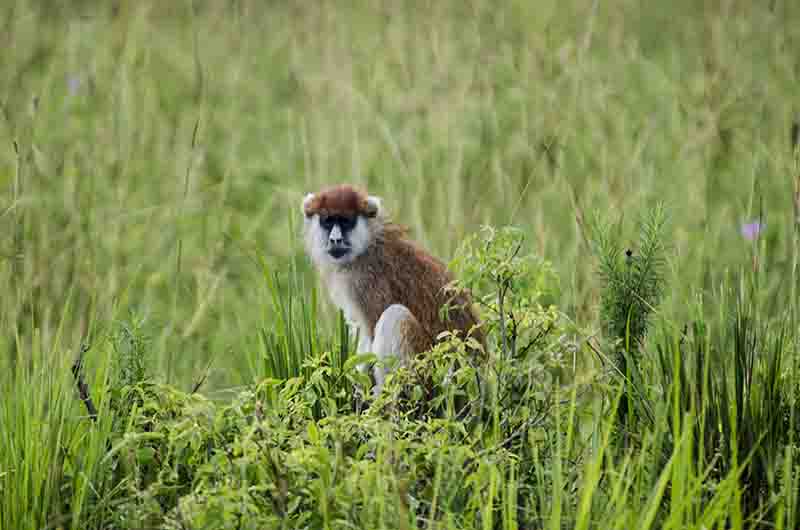 Mono Rojo o Patas Monkey - parque nacional de las cataratas Murchison - Uganda 1.jpg